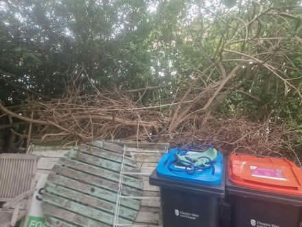 Photo of free Wood bramble (Chester CH2) #1