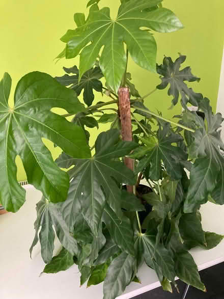 Photo of free Green houseplant (Clewer Green SL4) #2