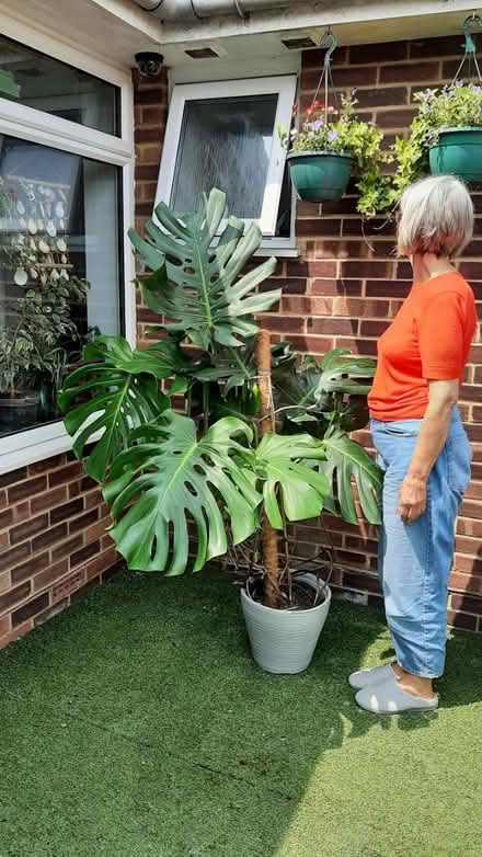 Photo of free large cheese plant 🪴 (peacehaven) #1
