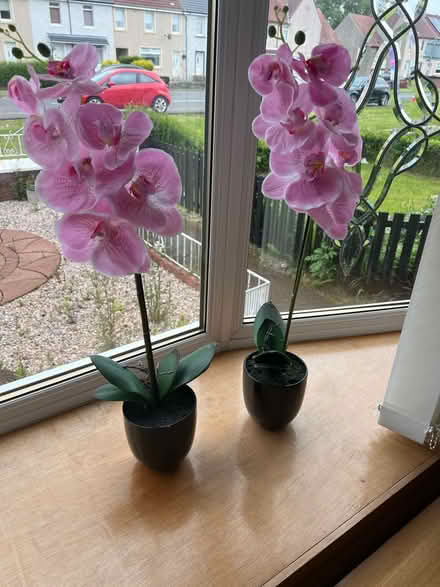 Photo of free Artificial orchids (Bellshill) #1
