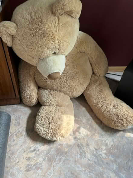 Photo of free 3ft teay bear (carpentersville) #1