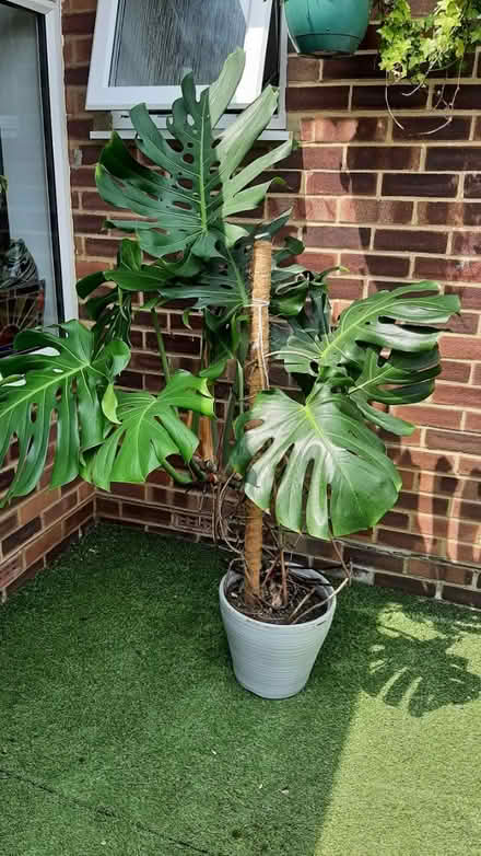 Photo of free large cheese plant 🪴 (peacehaven) #4