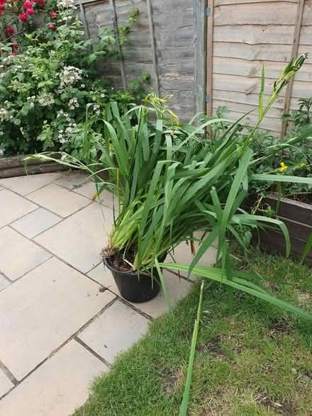 Photo of free Pond plant (Welling DA16) #1