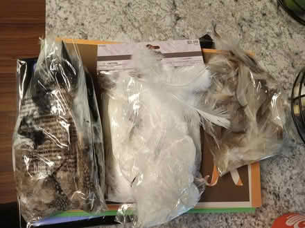 Photo of free Feathers (Goshen) #1