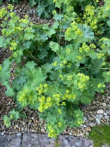 Photo of free Plants (BA11) #2