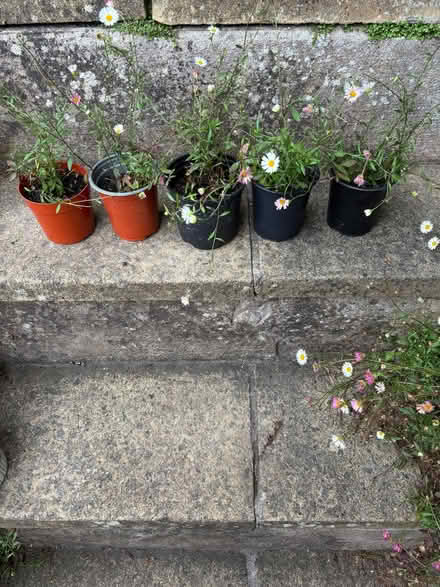 Photo of free Erigeron plants (Lower Weston) #1