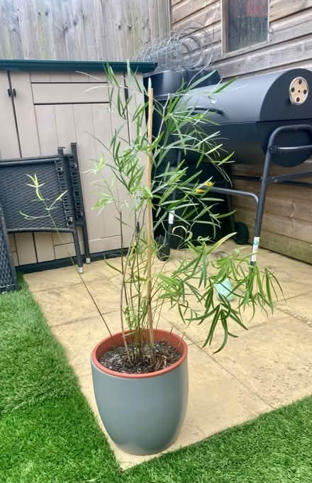 Photo of free House plant (Headcorn TN27) #1