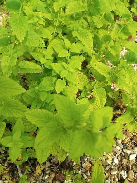 Photo of free Lemon balm (Riseley, Bedford) #1