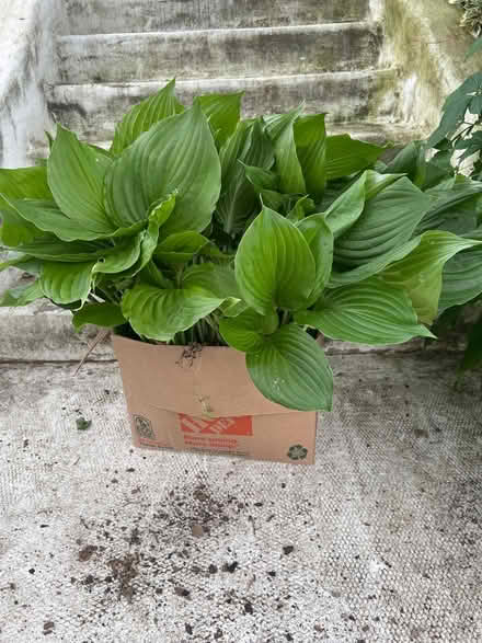 Photo of free Hosta plants (Ardmore) #2