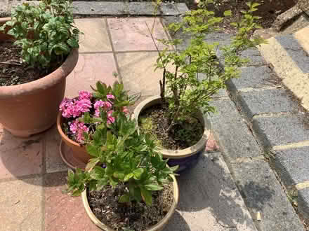 Photo of free Plants (Shorton TQ3) #1