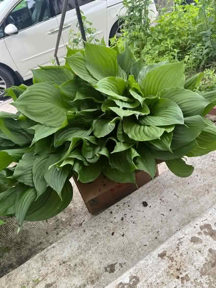 Photo of free Hosta plants (Ardmore) #1