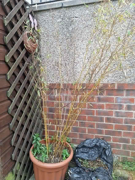Photo of free Bamboo (Manor Top S12) #1