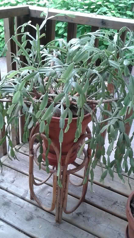 Photo of free Christmas Cactus Seedlings (near Britannia Plaza) #1