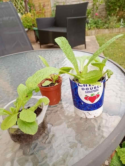 Photo of free Teasle plants (Temple Cowley OX4) #1
