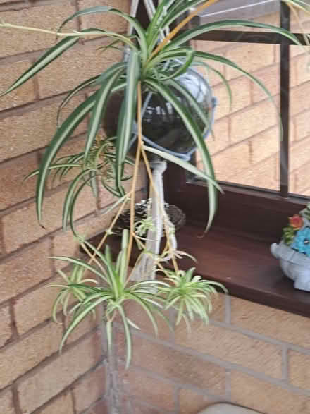 Photo of free Spider Plant Cuttings (Wirksworth DE4) #1