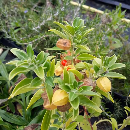 Photo of free Ashwagandha Plant (Indian Ginsing) (Darvel KA17) #2