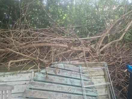 Photo of free Wood bramble (Chester CH2) #2