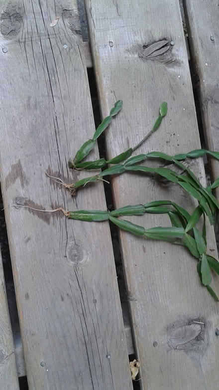 Photo of free Christmas Cactus Seedlings (near Britannia Plaza) #2