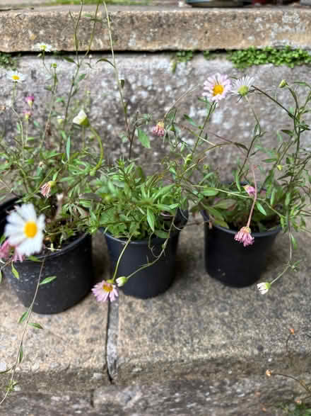 Photo of free Erigeron plants (Lower Weston) #2