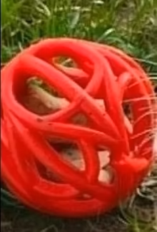 Photo of dog toy (Brooksville, FL) #1