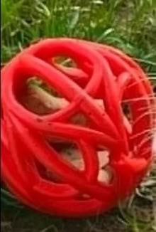 Photo of dog toy (Brooksville, FL) #1