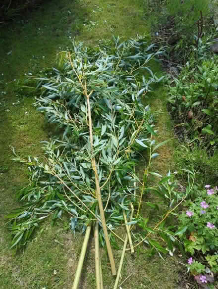Photo of free Willow (Craiglockhart EH14) #2