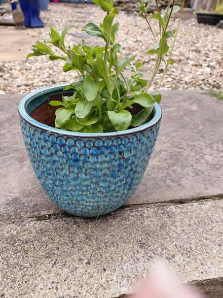 Photo of free Turquoise plant pot (Sheffield 12 S12) #4