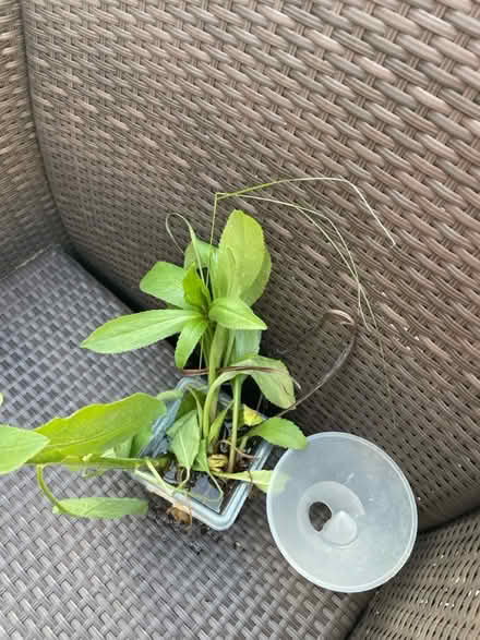 Photo of free Small daisy and 3 bits purple plant (Welling DA16) #1