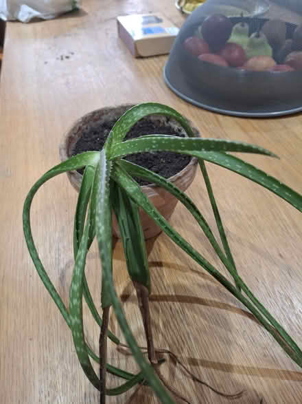 Photo of free Aloe Vera plant (Leigh on Mendip, BA3) #1