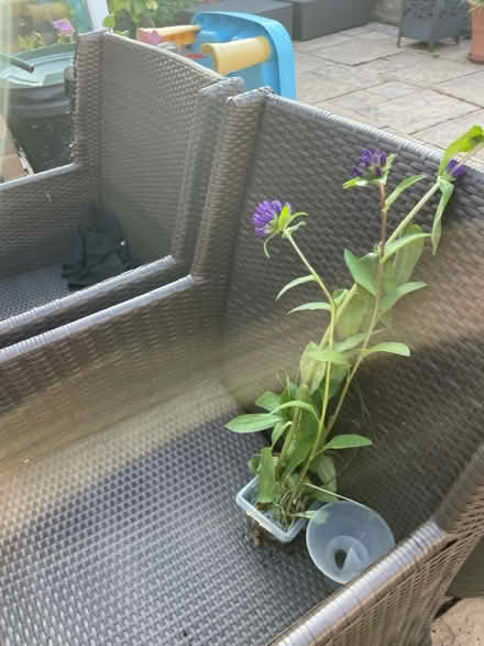 Photo of free Small daisy and 3 bits purple plant (Welling DA16) #2