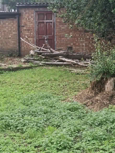 Photo of free Wood/logs (Brimsdown EN3) #1