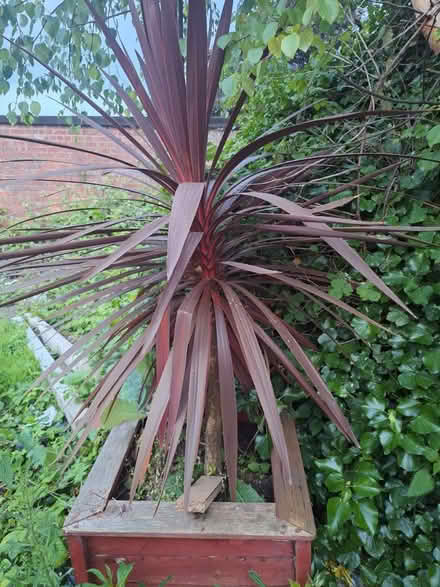Photo of free Red cordyline (hessle HU13) #2