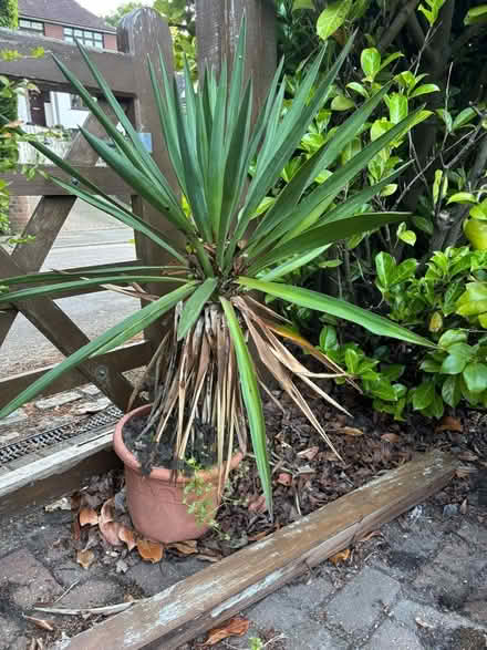 Photo of free Yucca plant (Kippington TN13) #1