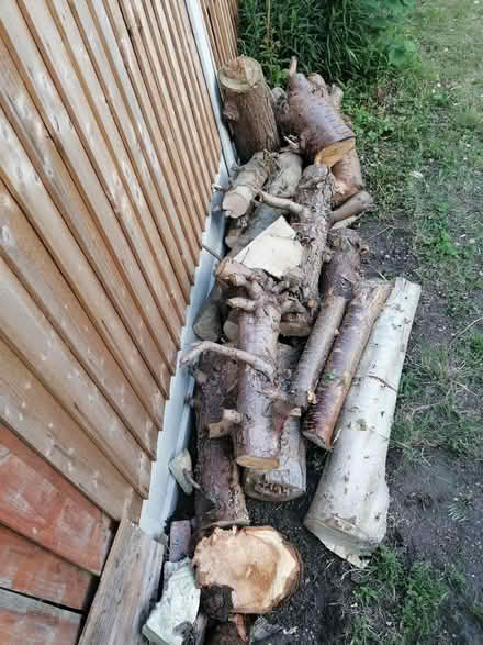 Photo of free Wood from trees (Chadwell Heath RM6) #4