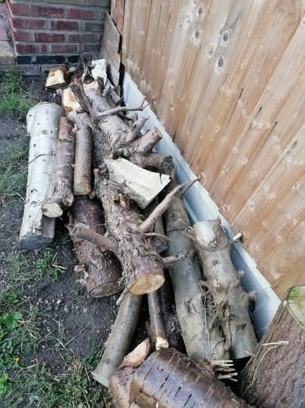Photo of free Wood from trees (Chadwell Heath RM6) #1