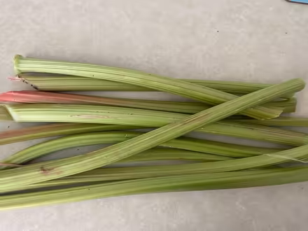 Photo of free Rhubarb From My Garden (CT11) #1