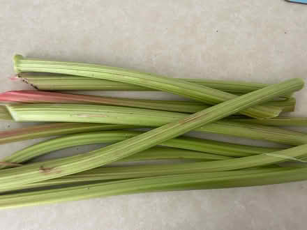 Photo of free Rhubarb From My Garden (CT11) #1