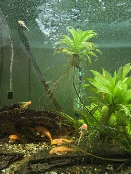 Photo of free Fish tank with everything included (RG) #3