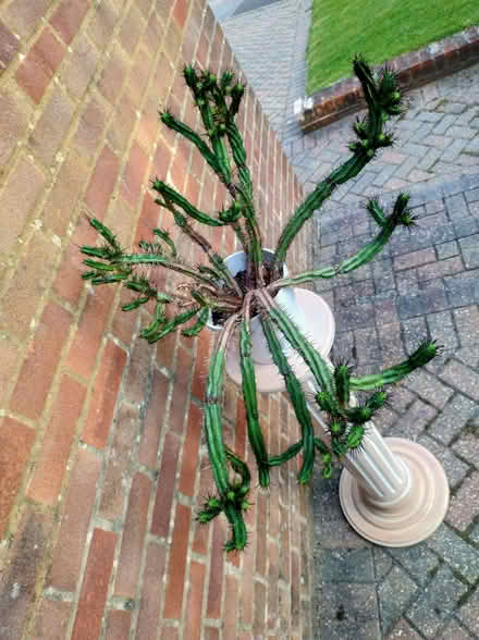 Photo of free Cactus (Sunnyside RH19) #1