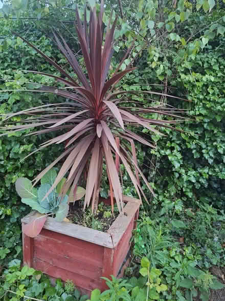 Photo of free Red cordyline (hessle HU13) #1