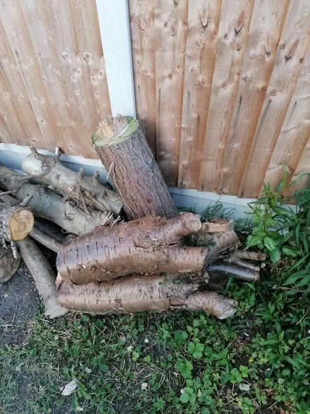 Photo of free Wood from trees (Chadwell Heath RM6) #3