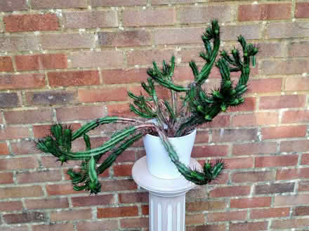 Photo of free Cactus (Sunnyside RH19) #2