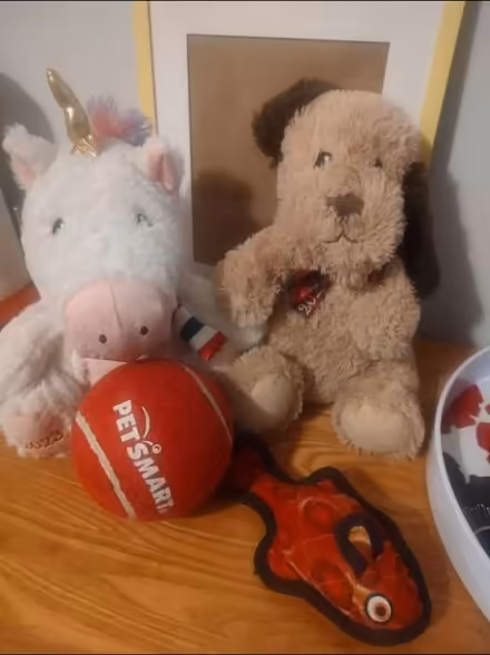Photo of free Dog Toys (East Harlem) #1