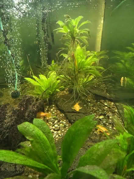 Photo of free Fish tank with everything included (RG) #2