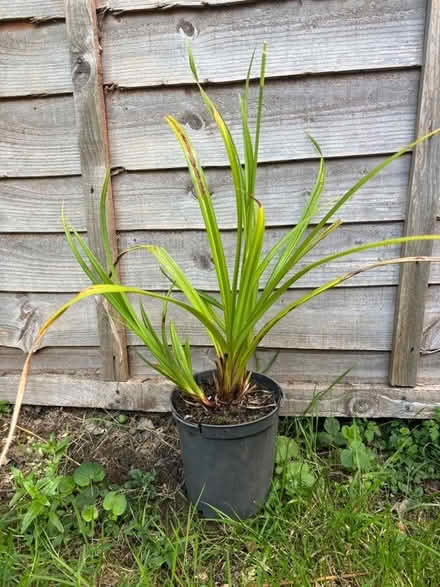 Photo of free Grass plant (Kippington TN13) #1