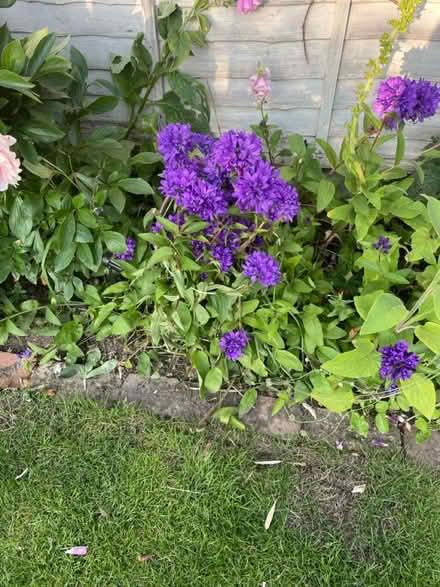 Photo of free Small daisy and 3 bits purple plant (Welling DA16) #3