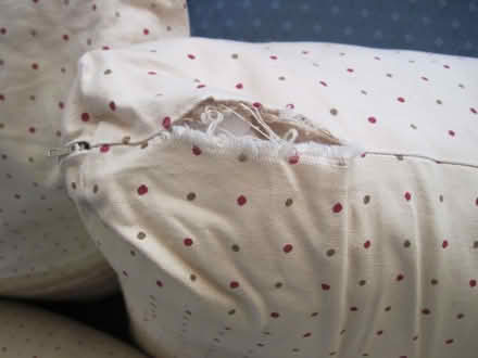 Photo of free Sofa cushions (Cambuskenneth FK9) #3