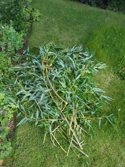 Photo of free Willow (Craiglockhart EH14) #1