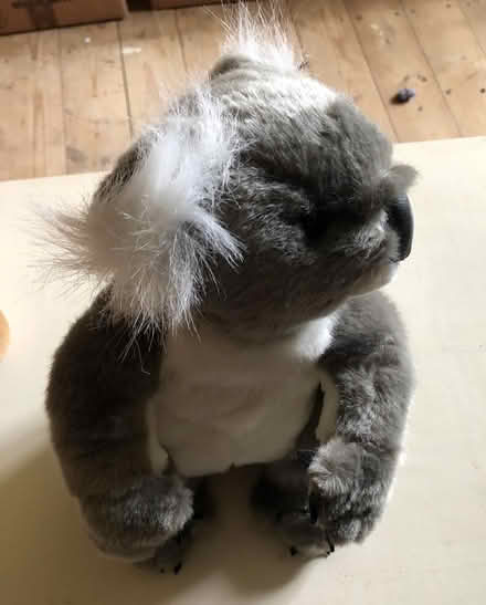 Photo of free Soft toy Koala (Liphook) #1