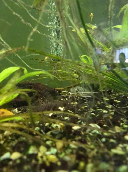 Photo of free Fish tank with everything included (RG) #4